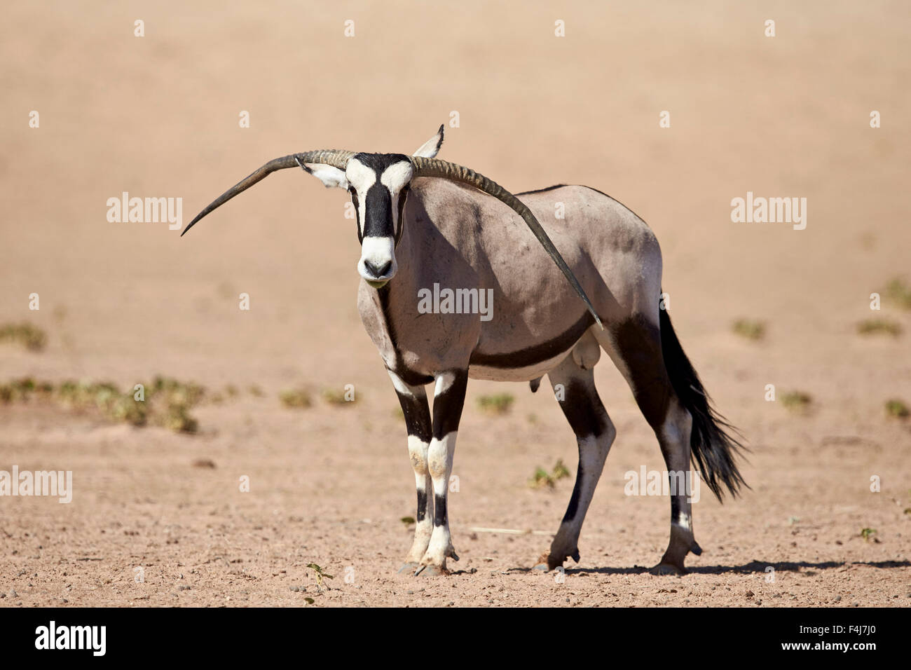 Gemsbock (südafrikanische Oryx) (Oryx Gazella) männlich mit deformierten Hörner, Kgalagadi Transfrontier Park, Südafrika Stockfoto
