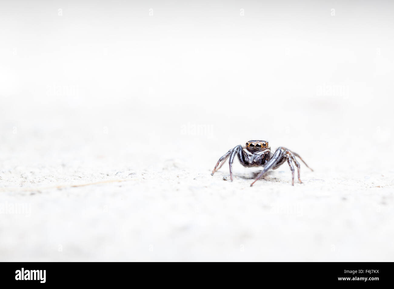 auf dem Betonboden ist eine Jumping spider Stockfoto