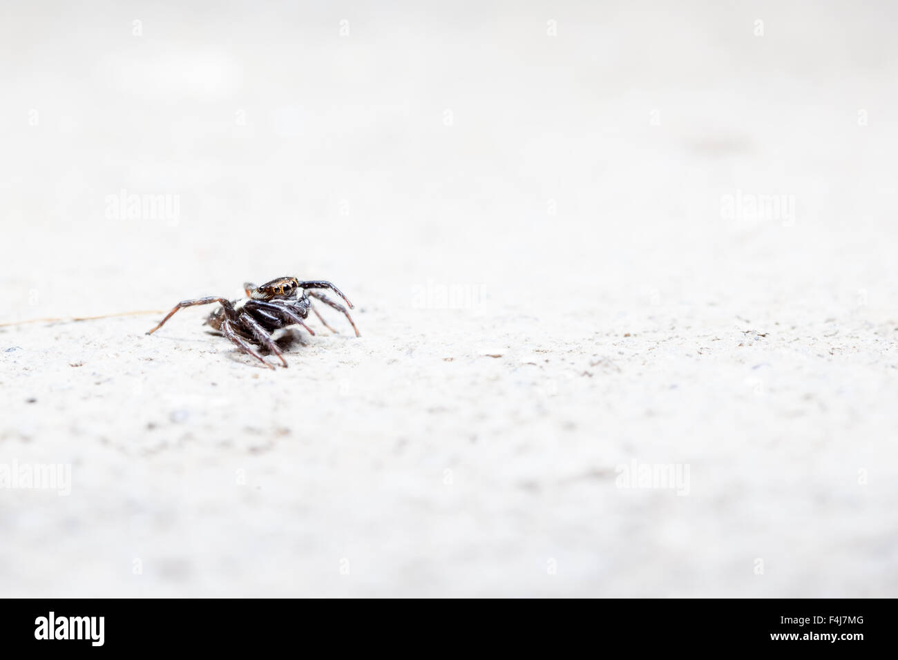 auf dem Betonboden ist eine Jumping spider Stockfoto