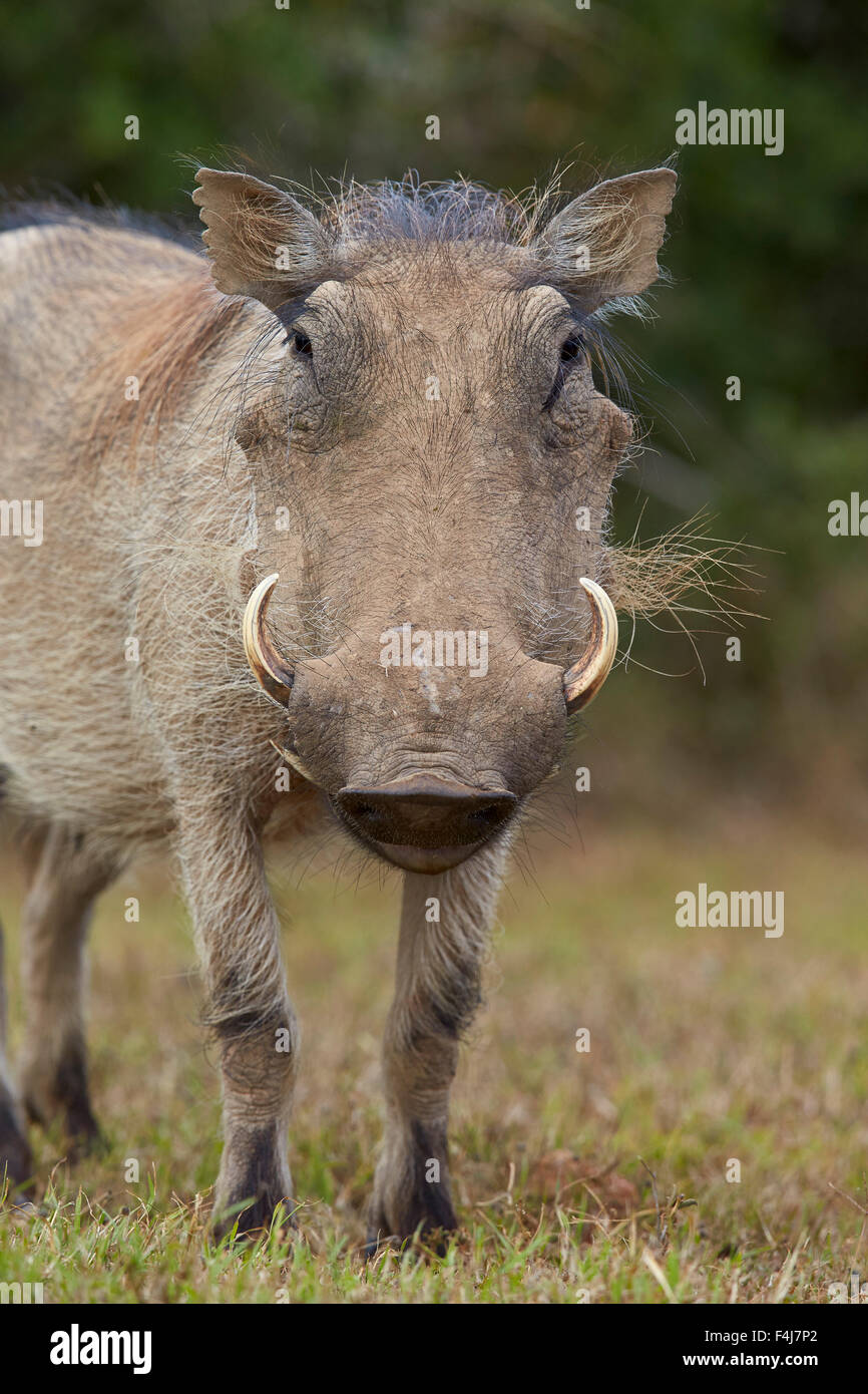 Warzenschwein (Phacochoerus Aethiopicus), Addo Elephant National Park, Südafrika, Afrika Stockfoto