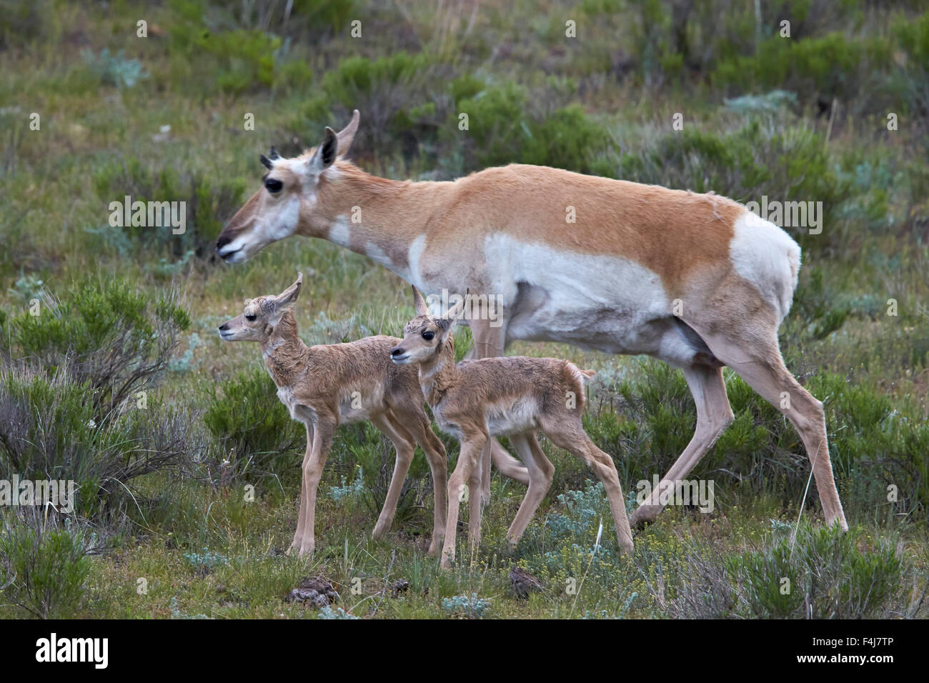 Gabelbock (Antilocapra Americana) Doe und zwei Tage alte Kälber, Yellowstone-Nationalpark, Wyoming, Vereinigte Staaten von Amerika Stockfoto