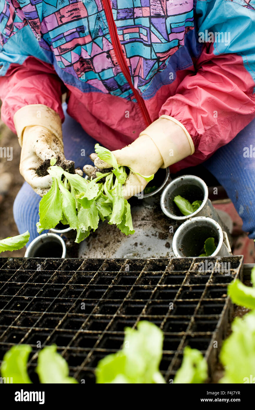 Menschen Pflanzen Eisbergsalat auf einem Feld, Nahaufnahme, Finnland. Stockfoto