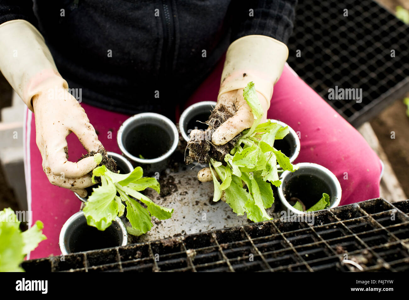 Menschen Pflanzen Eisbergsalat auf einem Feld, Nahaufnahme, Finnland. Stockfoto