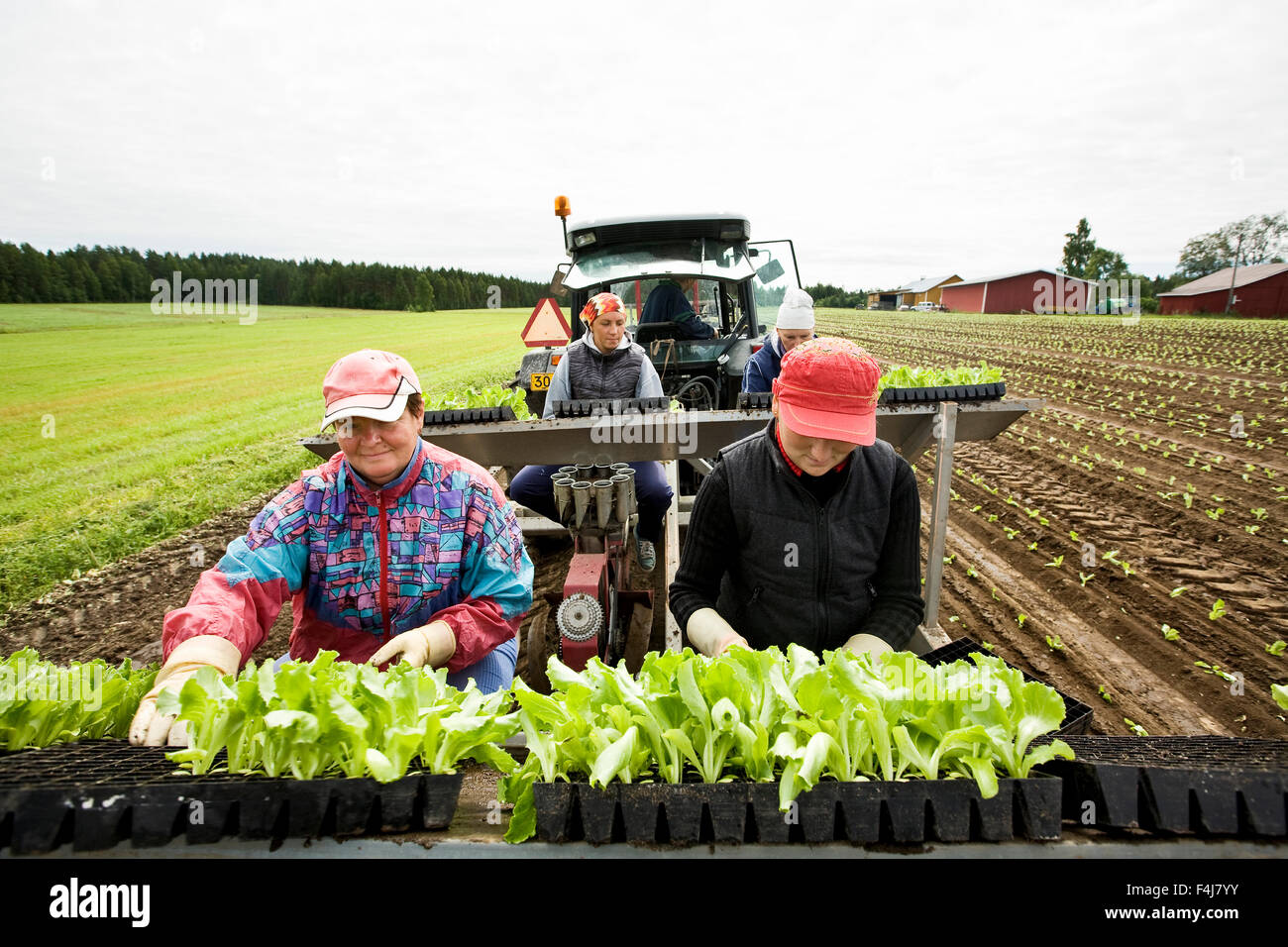 Menschen Pflanzen Eisbergsalat auf einem Feld, Finnland. Stockfoto