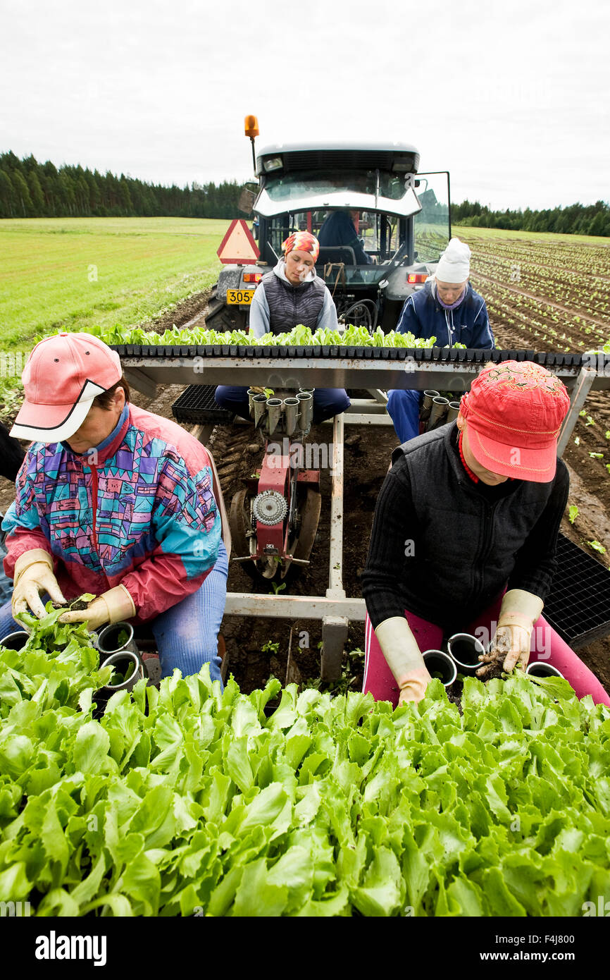 Menschen Pflanzen Eisbergsalat auf einem Feld, Finnland. Stockfoto
