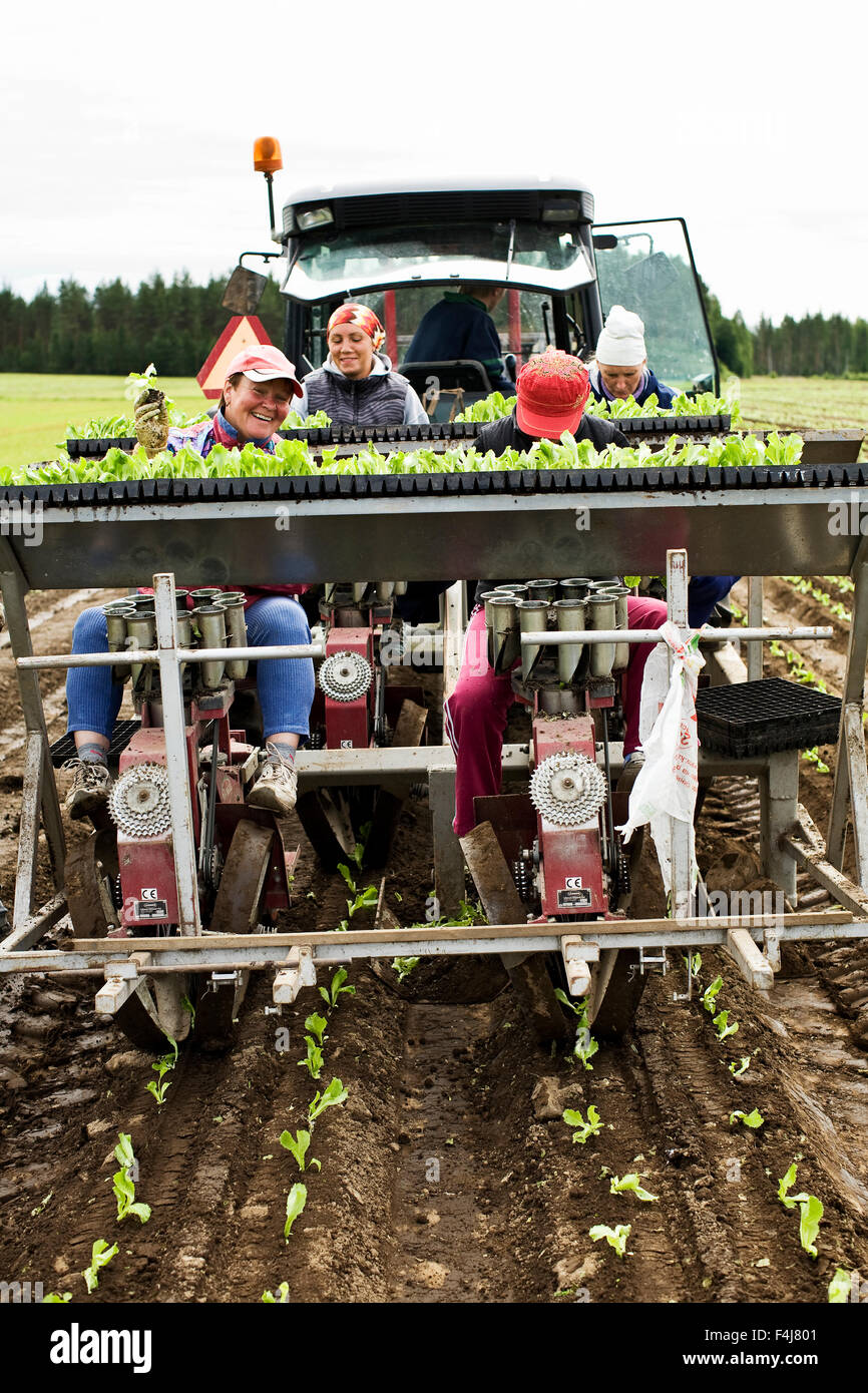 Menschen Pflanzen Eisbergsalat auf einem Feld, Finnland. Stockfoto