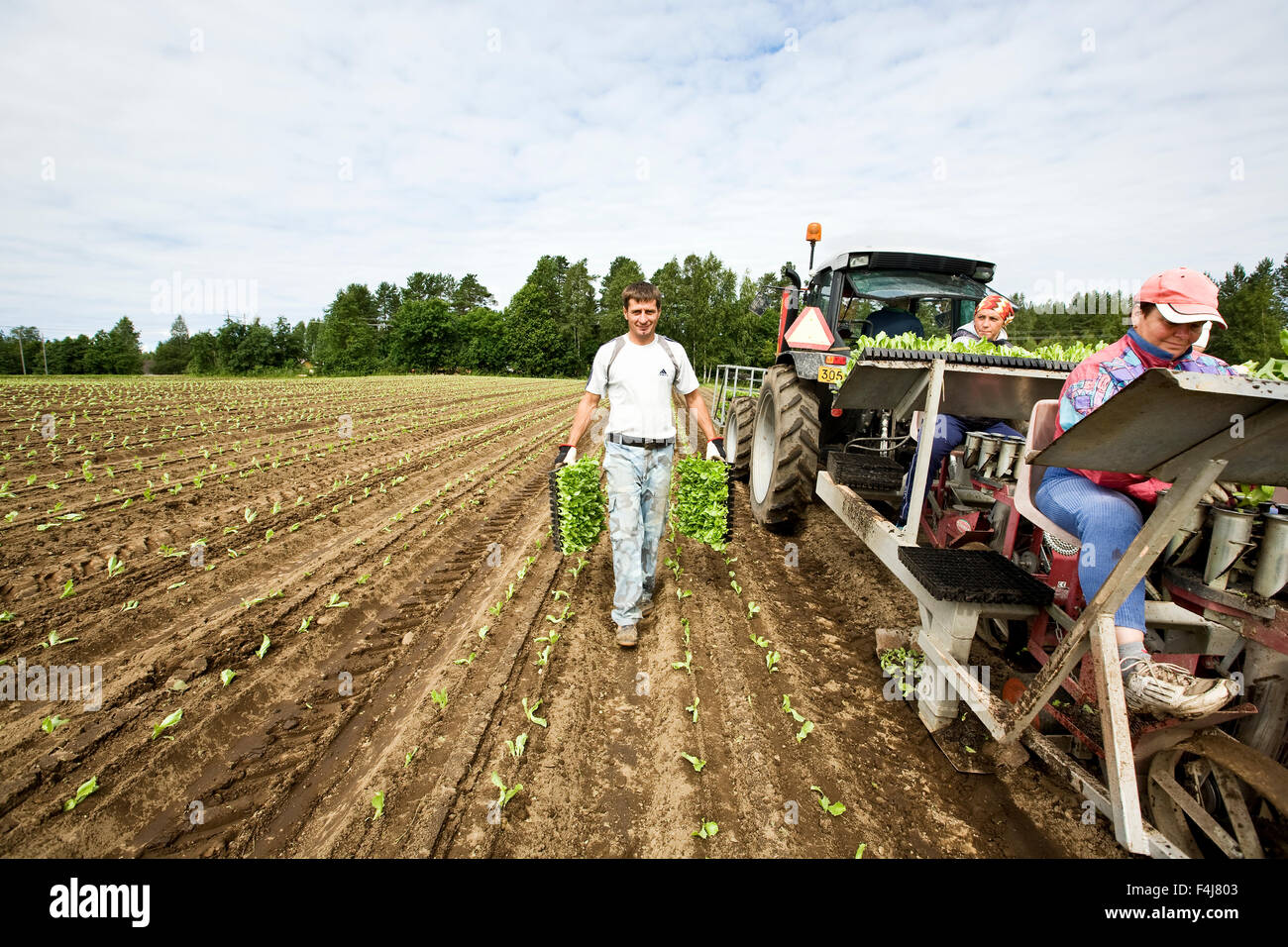 Menschen Pflanzen Eisbergsalat auf einem Feld, Finnland. Stockfoto