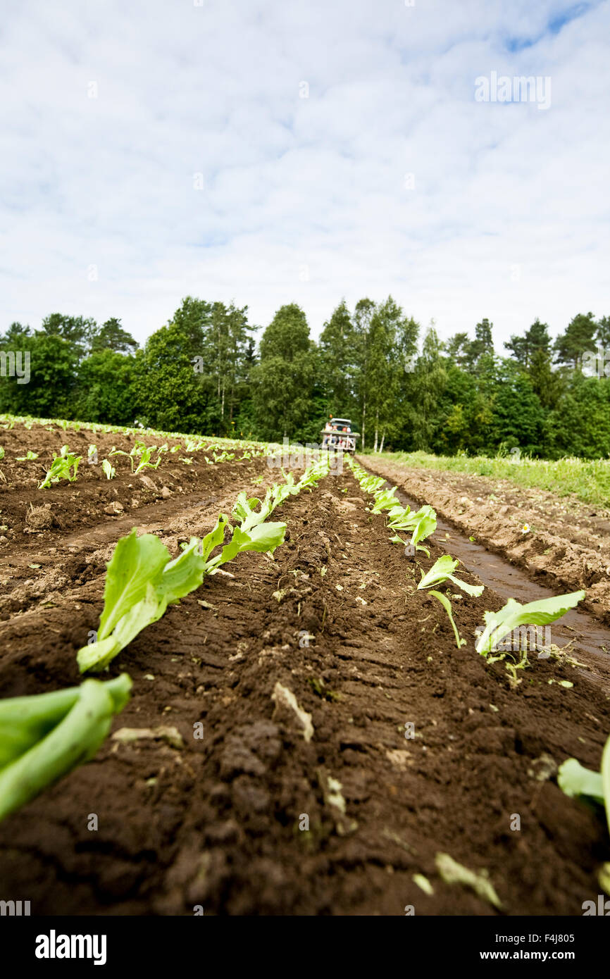 Pflanzung von Eisbergsalat, Finnland. Stockfoto