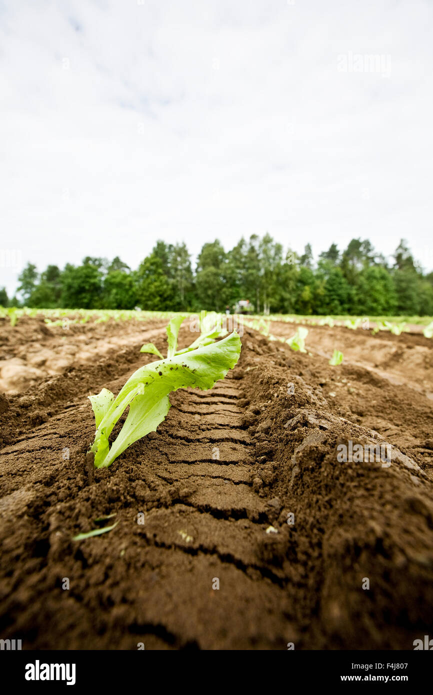 Pflanzung von Eisbergsalat, Finnland. Stockfoto