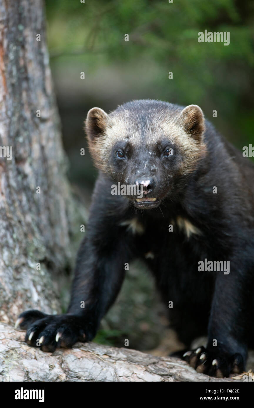 Wolverine auf einem Baumstamm Stockfoto