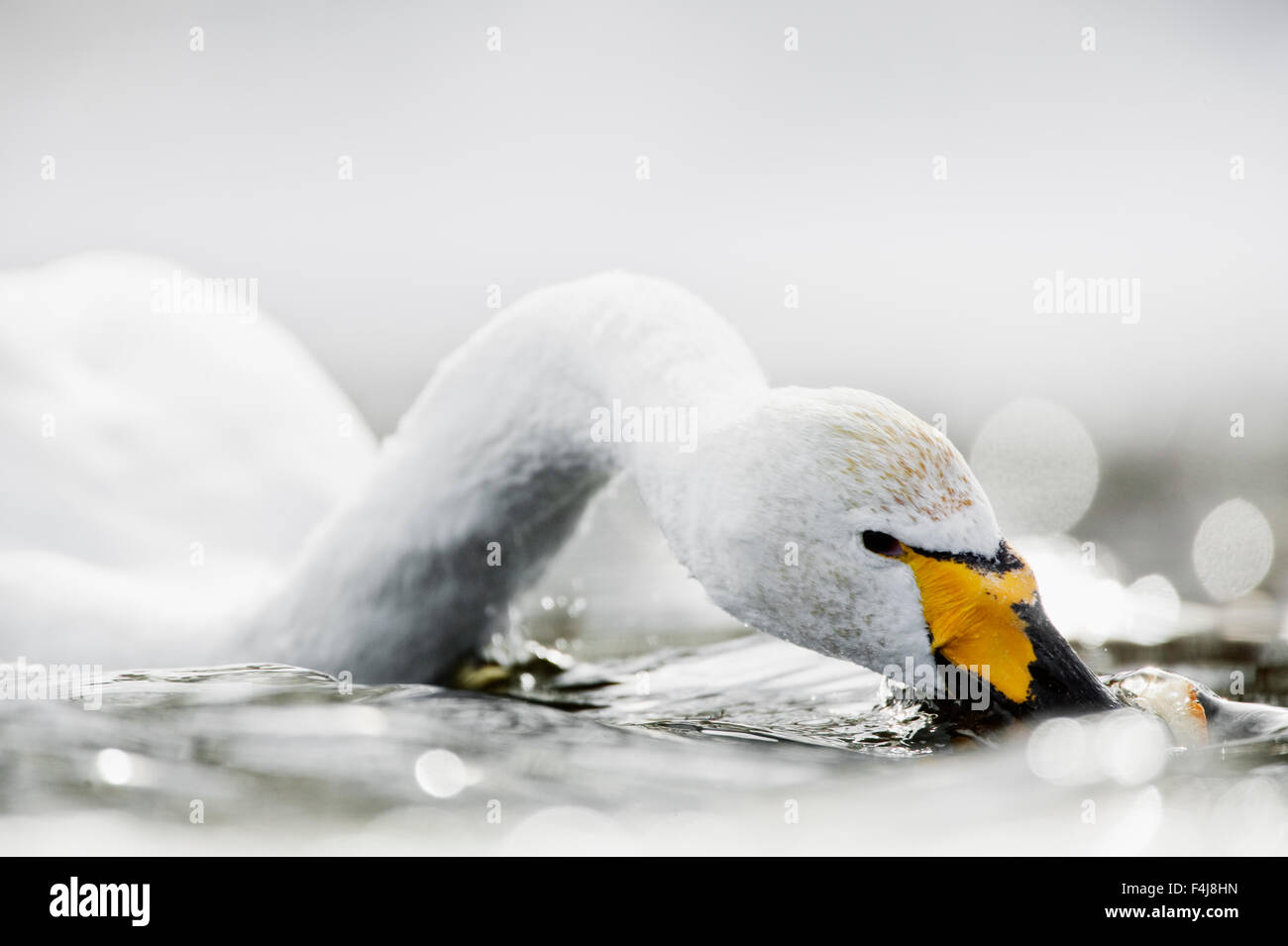 Whopper, die auf der Suche nach Nahrung im Wasser Stockfoto