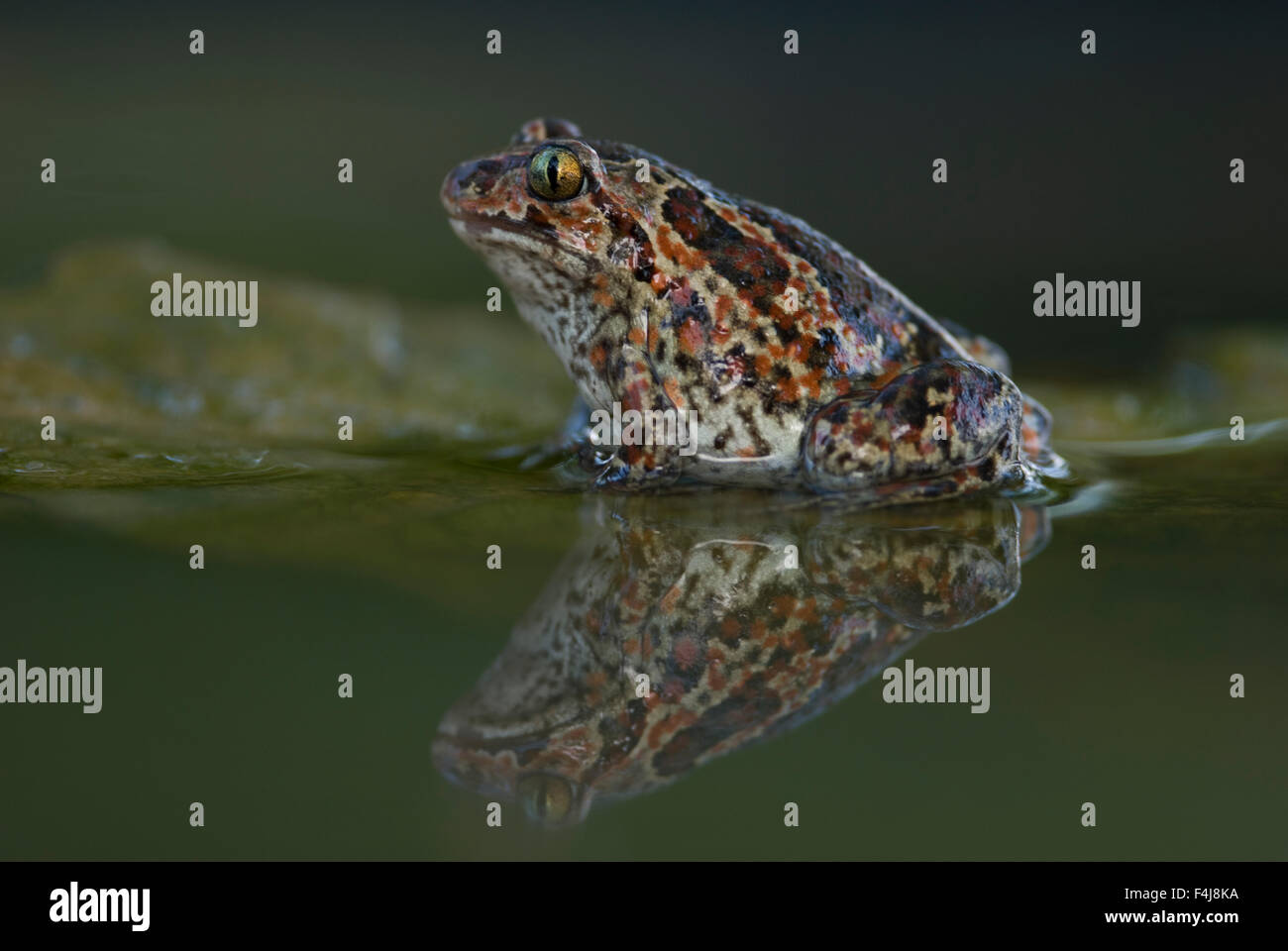 Frosch auf einem Blatt Stockfoto