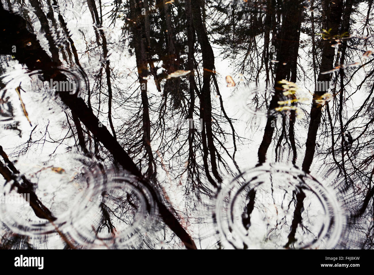 Baumkronen im Spiegel des Wassers, Schweden. Stockfoto