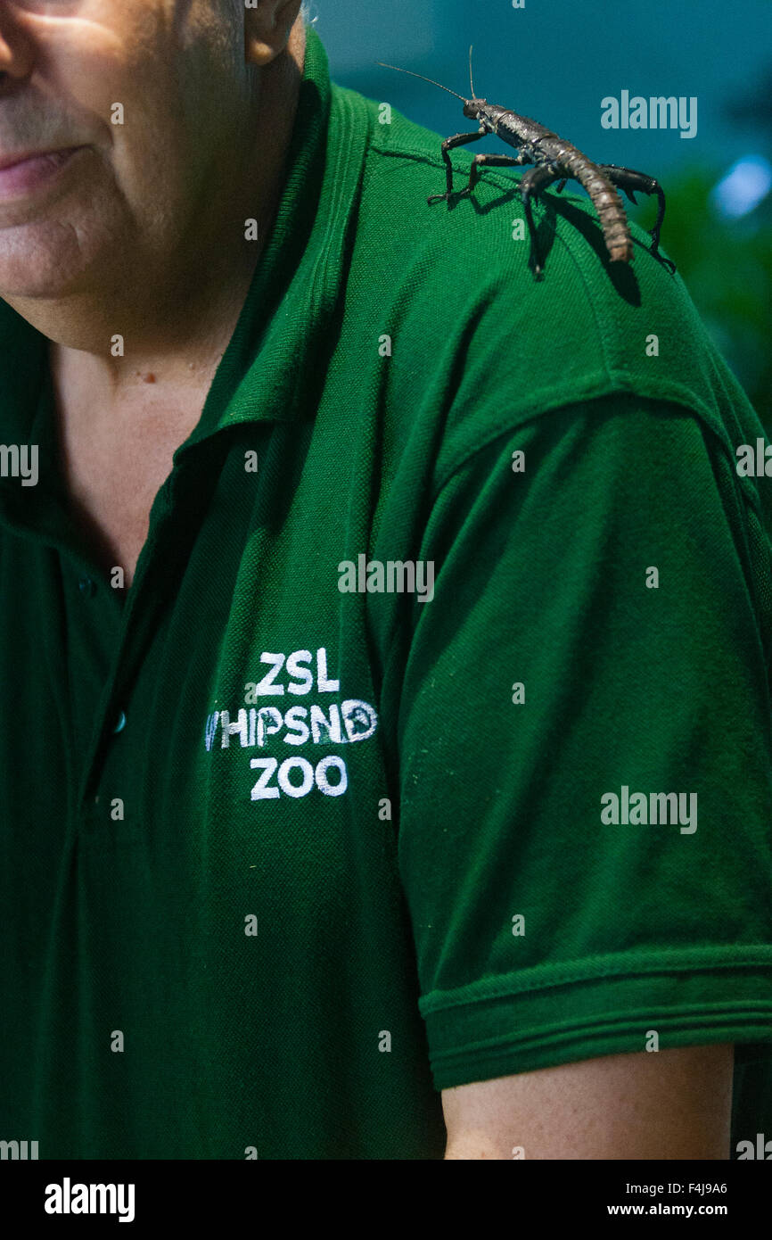 Zoo Whipsnade, Bedfordshire, UK, 26. August 2015. ZSL Torhüter Trevor Moxey mit eine riesige stacheligen Stabheuschrecke-Neu-Guinea Stockfoto