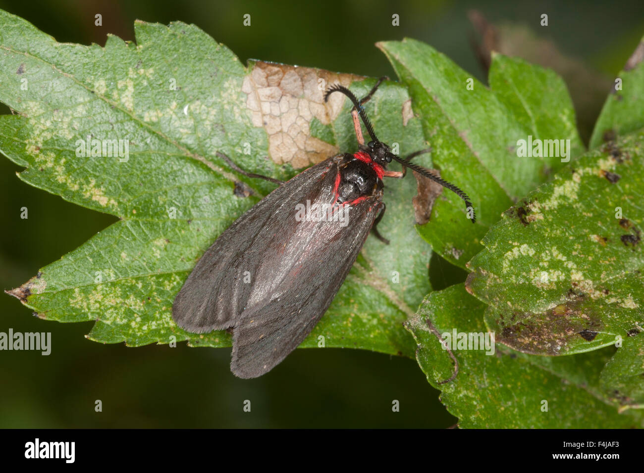 Mandelbaum Blatt, Skeletonizer Motte, TrauerWidderchen