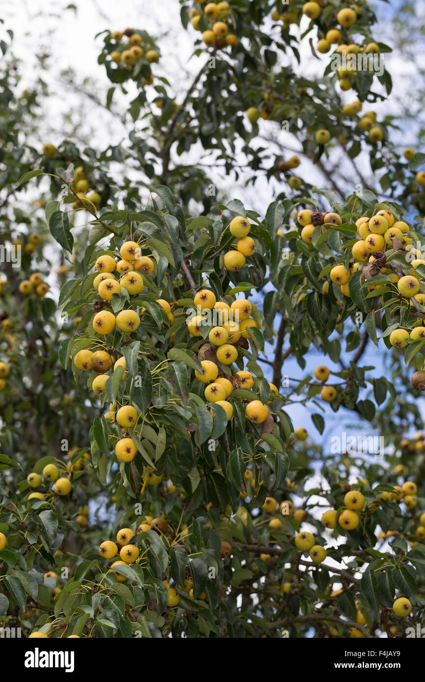 Wildbirne, Obst, Wilde Birne, Frucht, Früchte, Birnen, Wildbirne