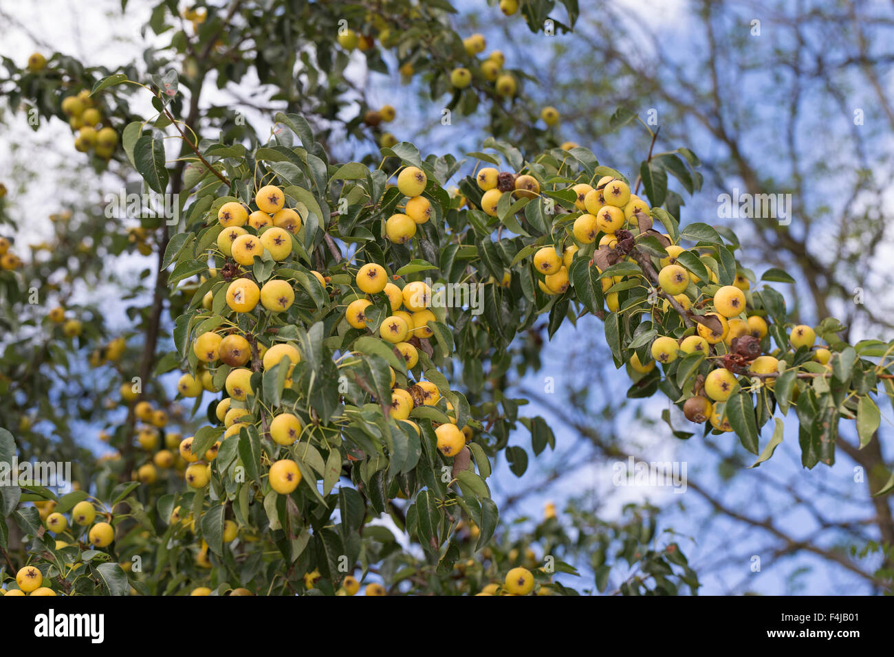 Wildbirne, Obst, Wilde Birne, Frucht, Früchte, Birnen, Wildbirne