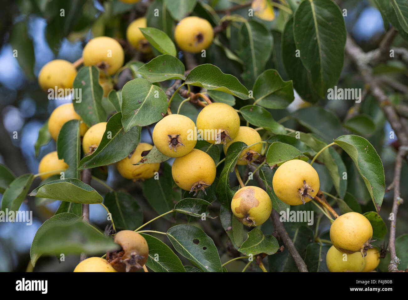 Wildbirne, Obst, Wilde Birne, Frucht, Früchte, Birnen, Wildbirne