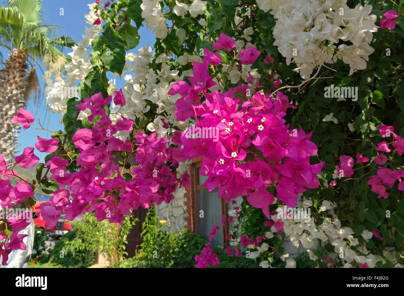 Bougainvillea-Blüten Stockfoto