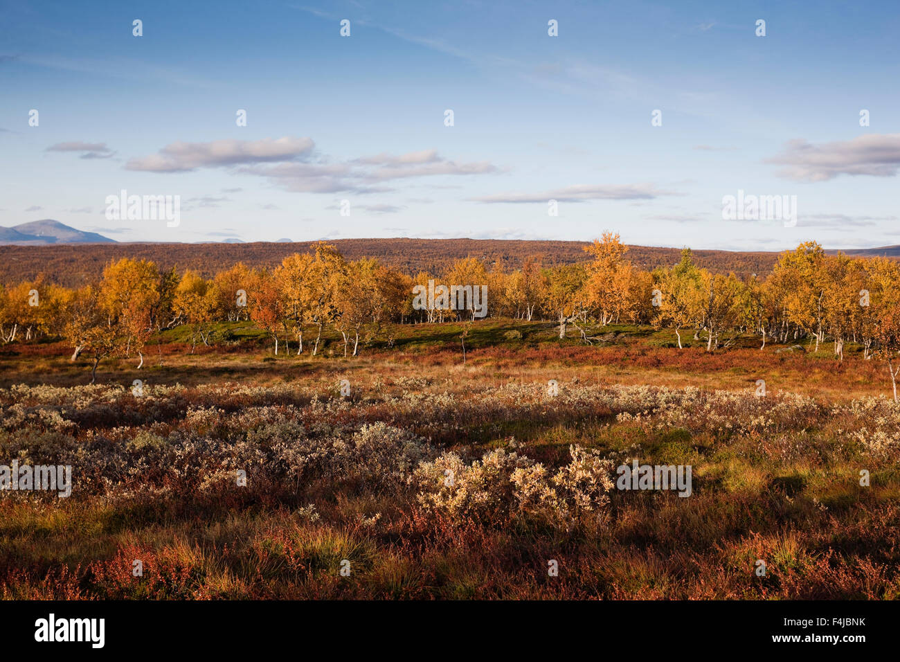 Birken im Herbst Stockfoto