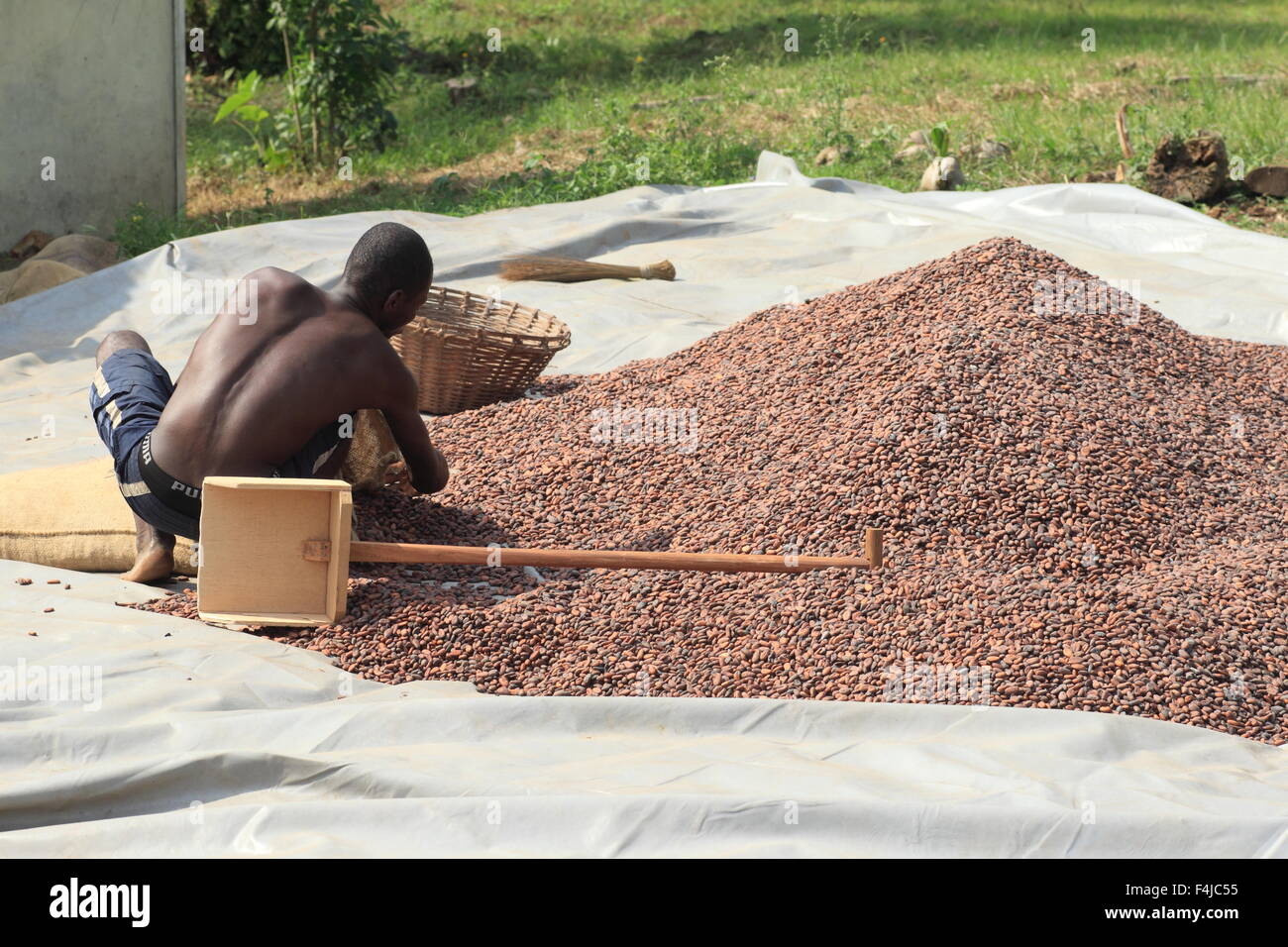 Kakaobohne in Ghana, Westafrika Stockfoto