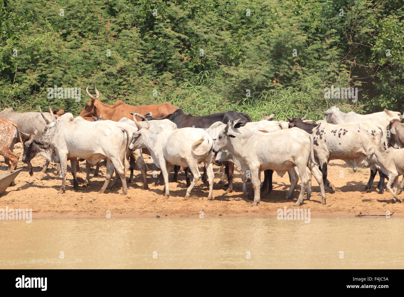 Eine Herde Kühe in Ghana Stockfoto
