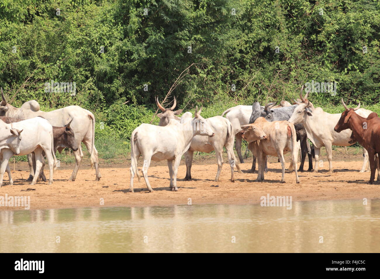 Eine Herde Kühe in Ghana Stockfoto