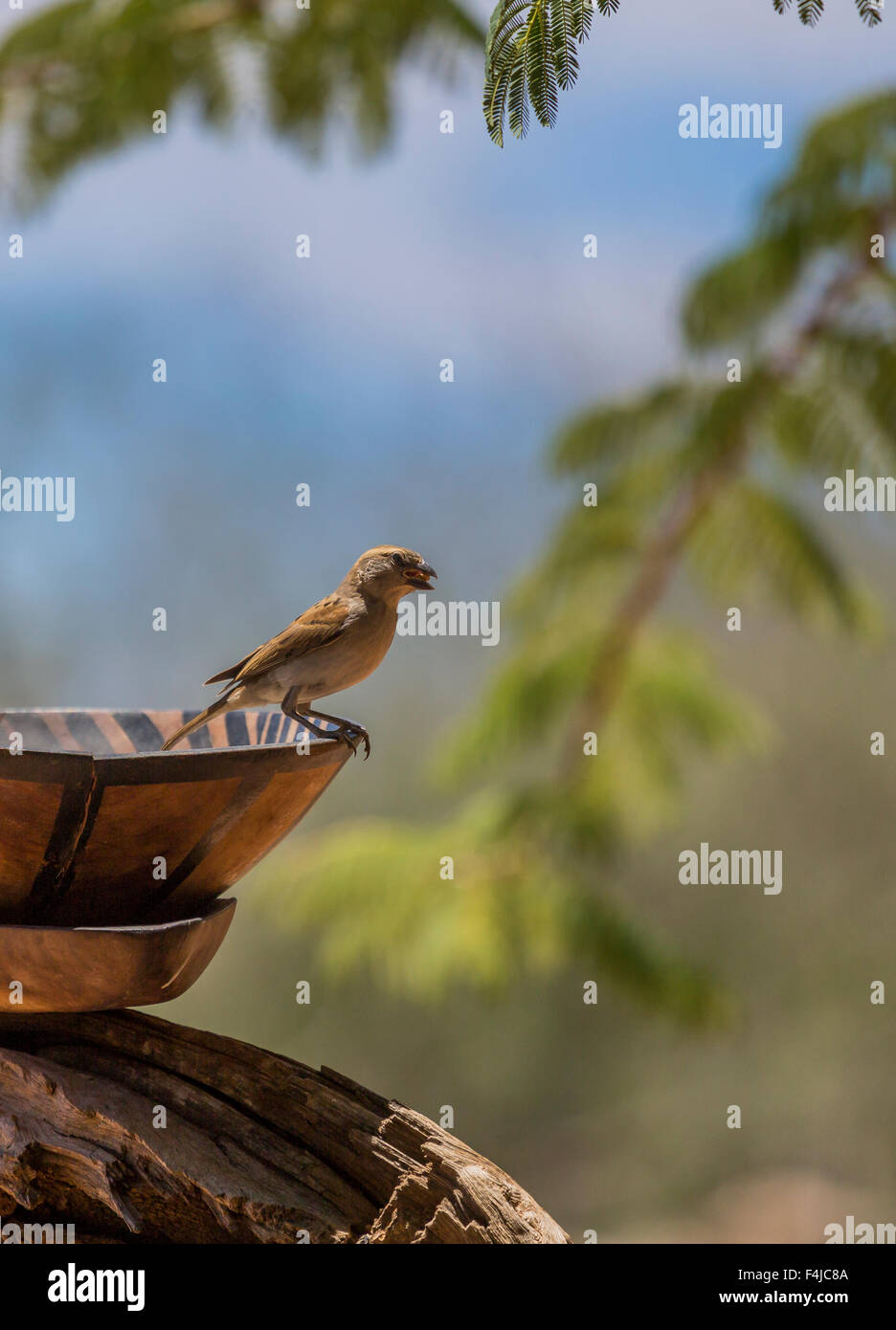Kleinen Manakin Vogel nehmen eine Bad, Etendeka Palmwag, Namibia, Afrika Stockfoto