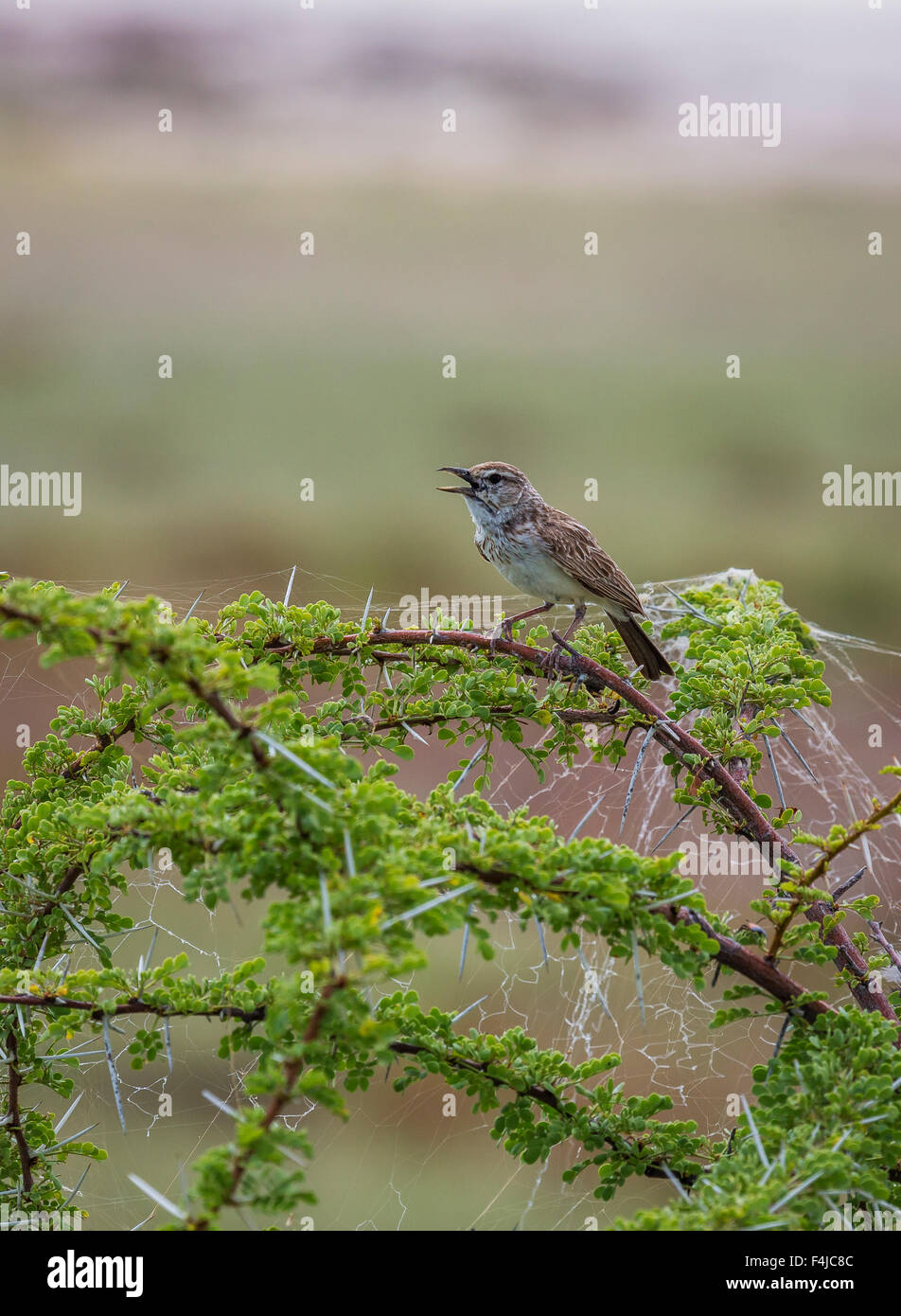 Manakin Vogel singen thront auf Ast. Etosha Nationalpark, Namibia, Afrika Stockfoto
