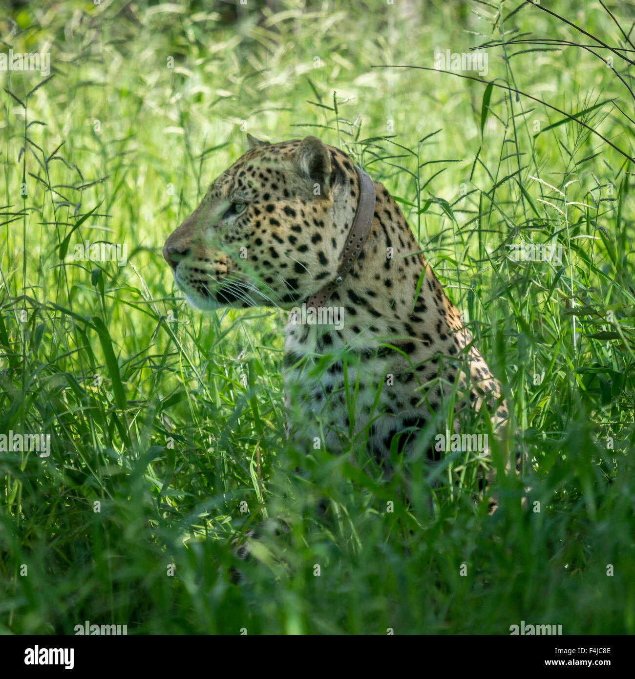 Leopard mit einem Radio Kragen, Etosha Nationalpark, Namibia, Afrika Stockfoto