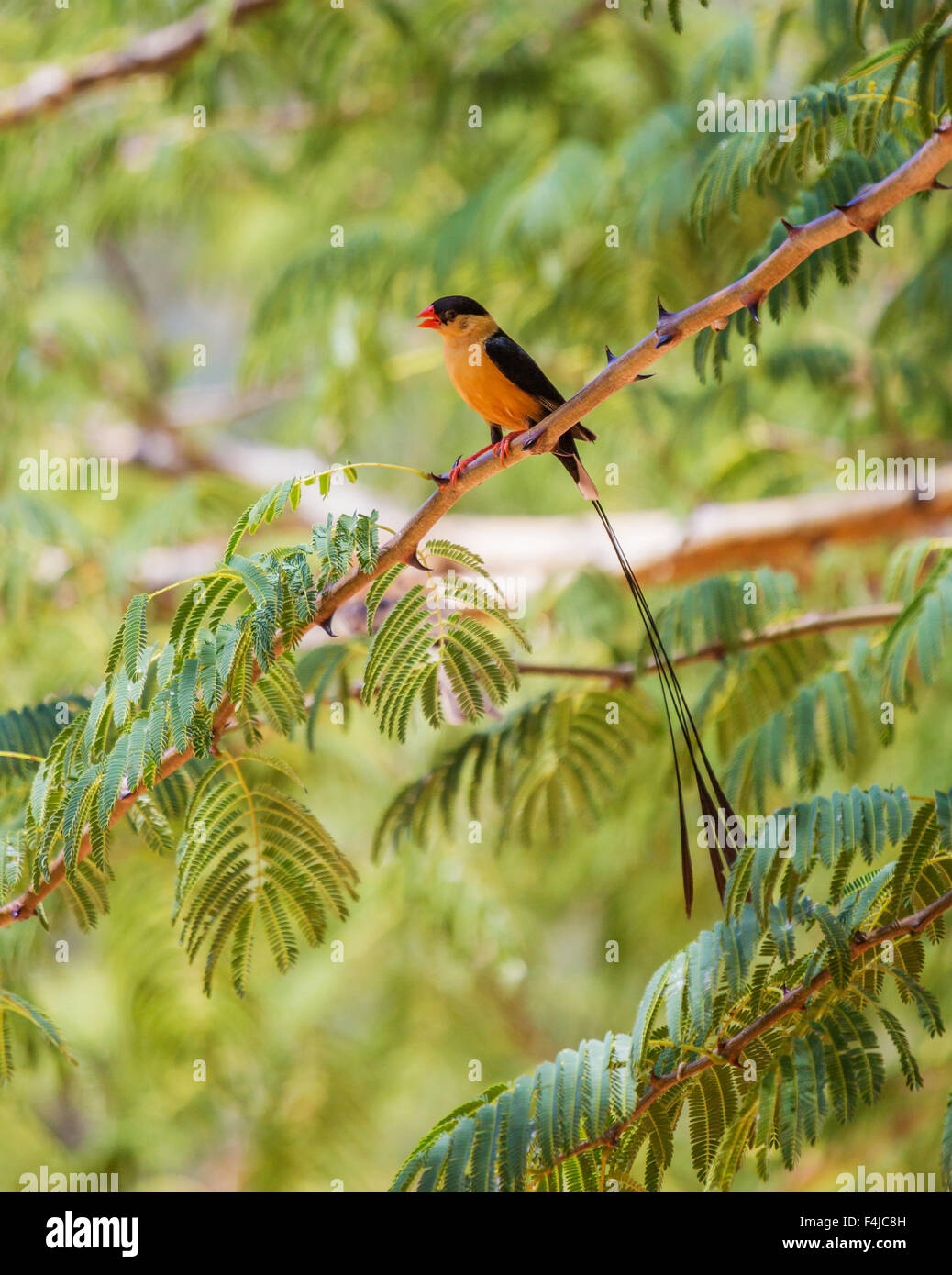 Welle-tailed Whydah auf Ast, Etosha Nationalpark, Namibia Stockfoto