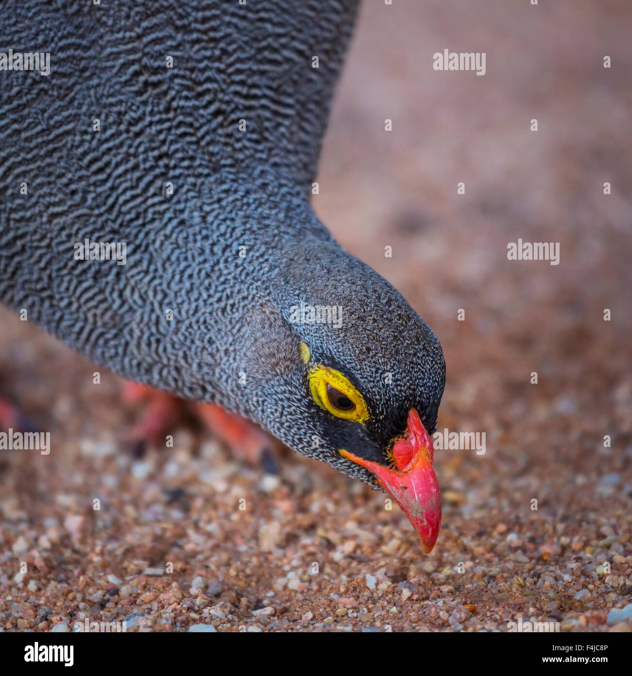 Perlhühner, Okonjima, Namibia, Afrika Stockfoto