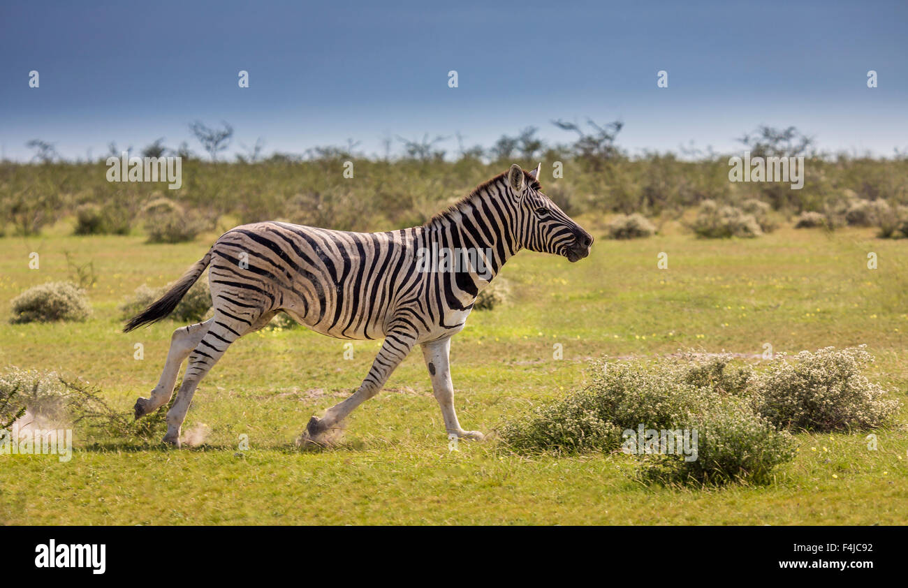 Young Zebra ausgeführt, Etosha Nationalpark, Namibia, Afrika Stockfoto