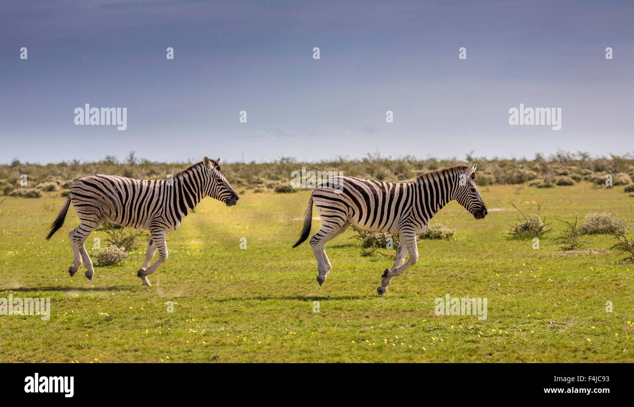 Junge Zebras, Etosha National Park, Namibia, Afrika Stockfoto