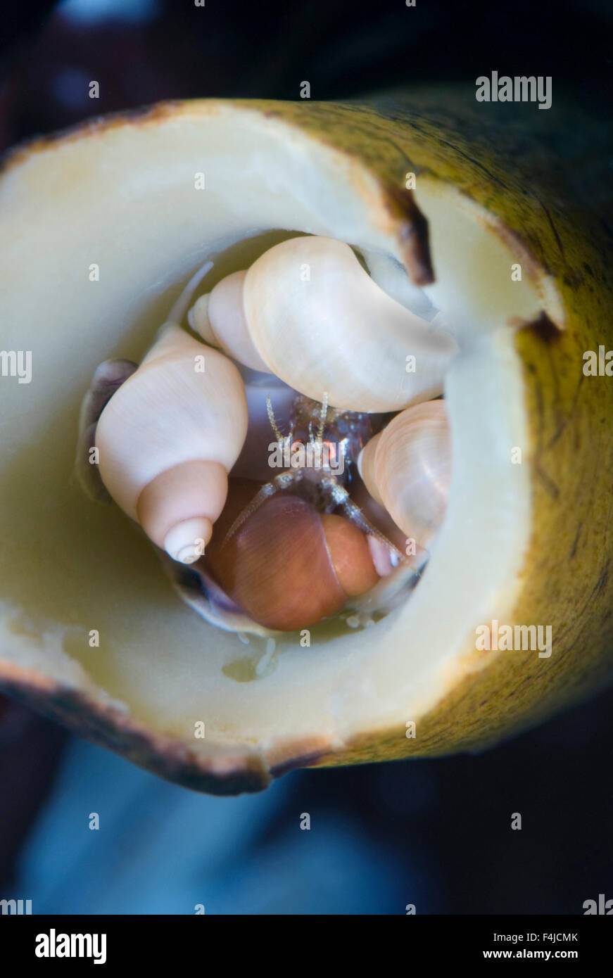Höhlenflohkrebs (Gammarellus Homari) versteckt unter den Schnecken in einem Seetang Stengel, Saltstraumen, Bodø, Norwegen, Oktober 2008 Stockfoto