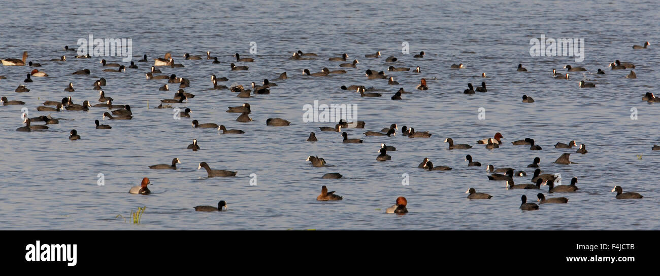 Herde von Blässhuhn (Fulica Atra) und andere Wasservögel auf dem Wasser, Pusztaszer, Ungarn, Mai 2008 Stockfoto