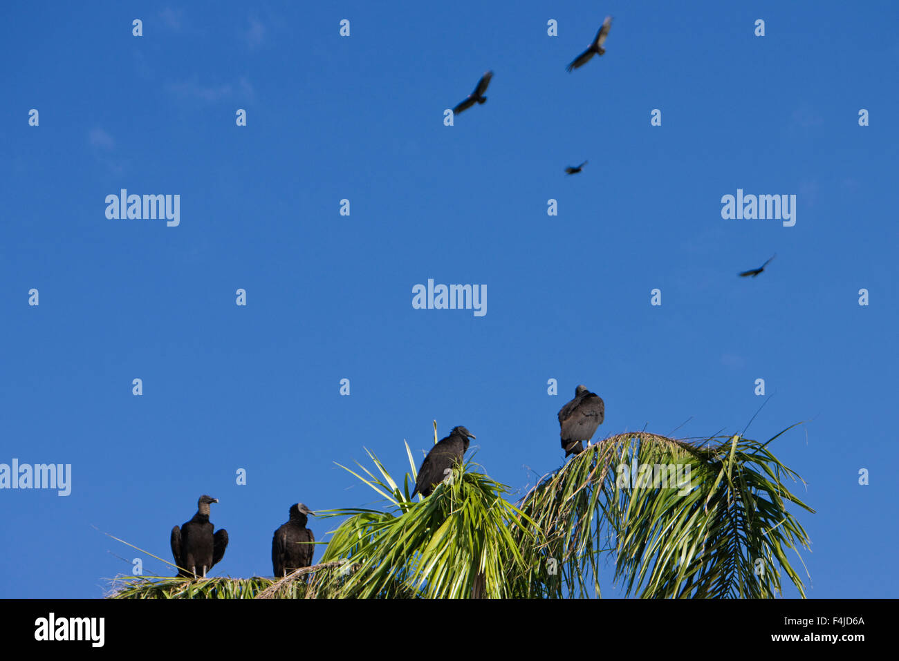 Amerika amerikanische schwarze Geier Vogel Raubvogel Farbe Bild Everglades Nationalpark Florida horizontale mittlere Gruppe von Menschen Stockfoto