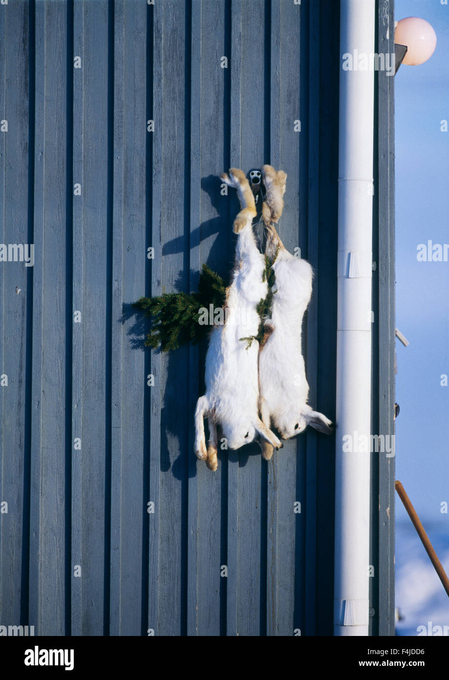 Kadaver Farbe Bild Sackgasse hängende Hase Jagd Säugetiere Schneehase keine Menschen im freien Skandinavien Schweden Vasterbotten Stockfoto