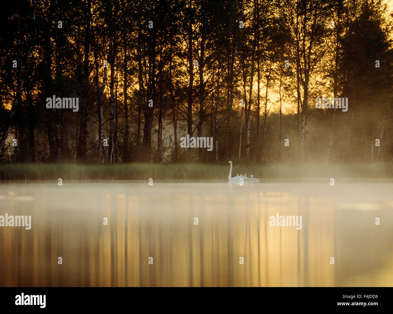 atmosphärische Vogel Ruhe Farbe Bild Nebel horizontale morgen keine Menschen im freien Romantik Skandinavien Sommer Schweden Schwan Stockfoto