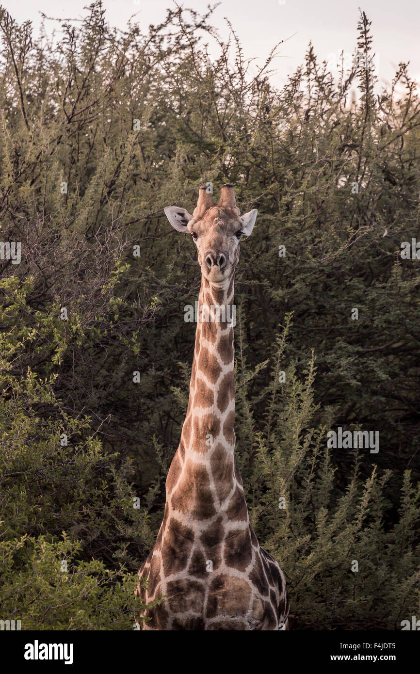 Blick auf die Kamera, Okonjima, Namibia, Afrika Giraffe Stockfoto