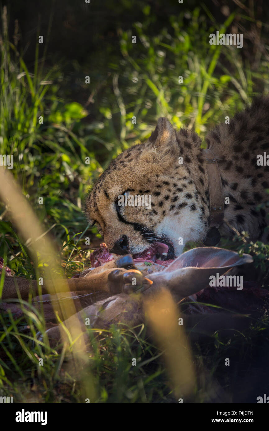 Gepard Essen eine Gazelle, Etosha Nationalpark, Namibia, Afrika Stockfoto