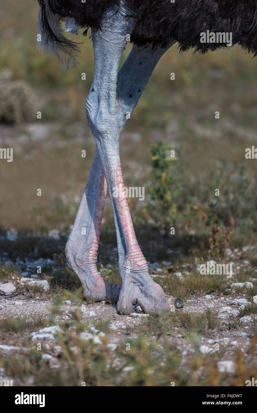Strauß in freier Wildbahn, Etosha Nationalpark, Namibia, Afrika Stockfoto