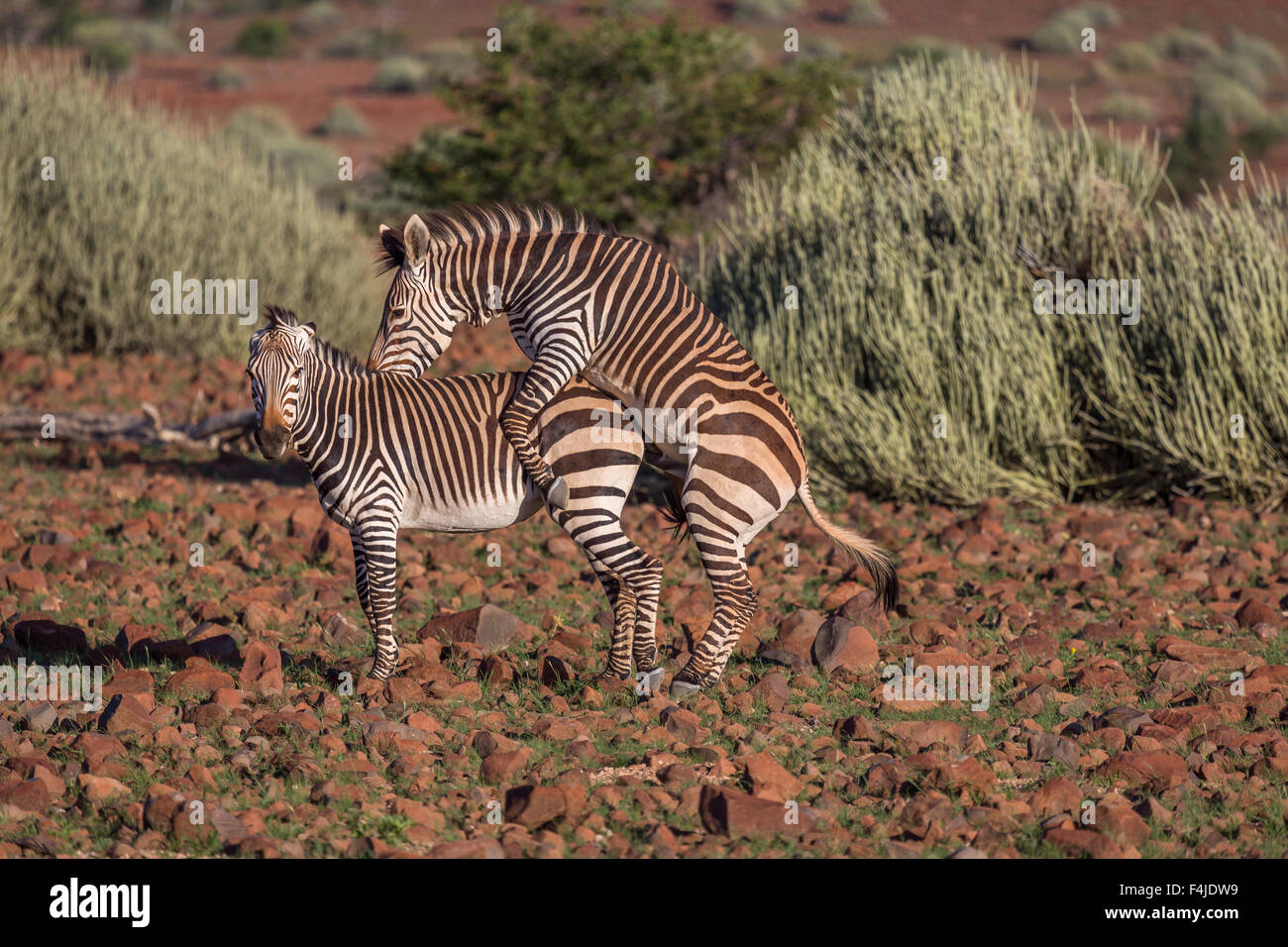 Zebras, die Paarung von Etendeka Mountain Lodge, Namibia, Afrika Stockfoto