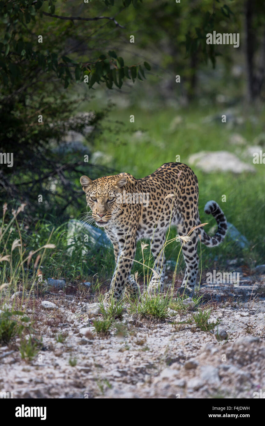 Leoparden in freier Wildbahn, Etosha Nationalpark, Namibia, Afrika Stockfoto