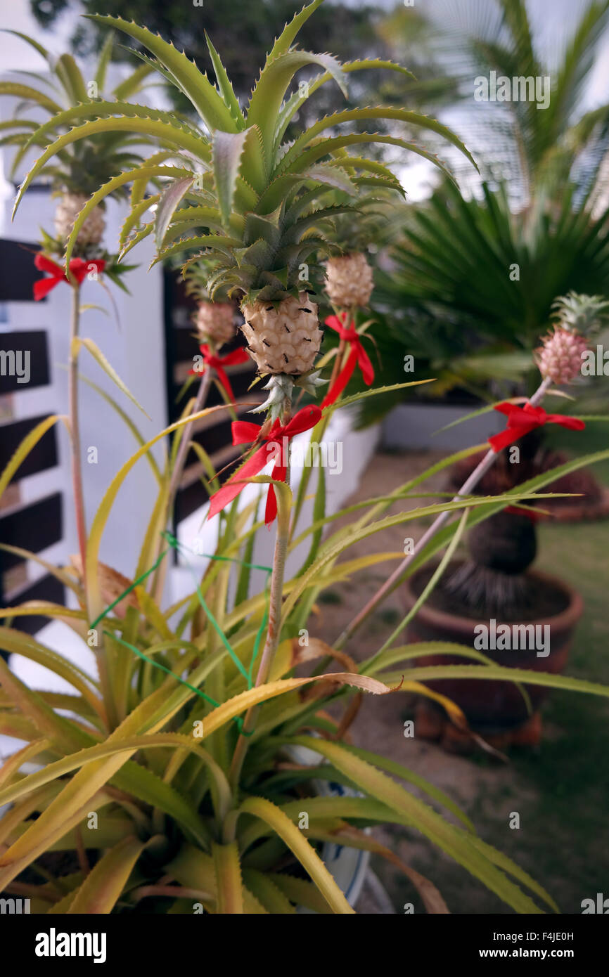 Ananas bedeutet Wohlstand. Wohlstand bedeutet Geld. (Chinesische Kultur) Stockfoto