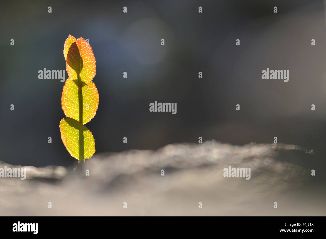 Farbbild Dalarna horizontalen Blatt Natur Skandinavien Schweden Stockfoto