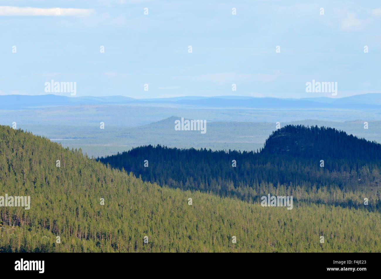 Farbe Bild Dalarna Wald Wald Landschaft horizontalen Landschaft Natur Nadel Scandinavia Schatten Schweden Strukturansicht Stockfoto