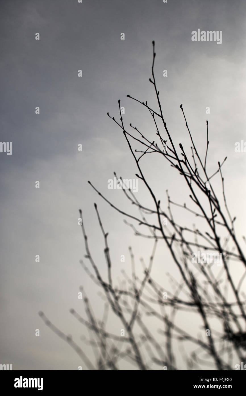 Baum Silhouette gegen den Himmel Stockfoto