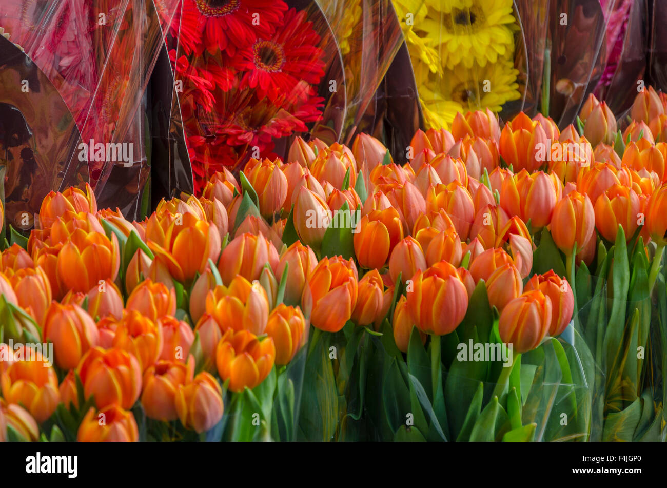 Blumen am Columbia Road Flower Market Stockfoto