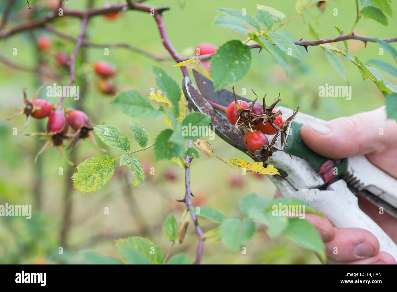 Nahrungssuche Hagebutten mit Gartenschere, sie aus der Pflanze zu schneiden Stockfoto